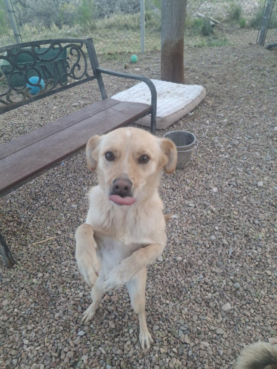 Bonnie, ADOPTABLE, Young Female Terrier.