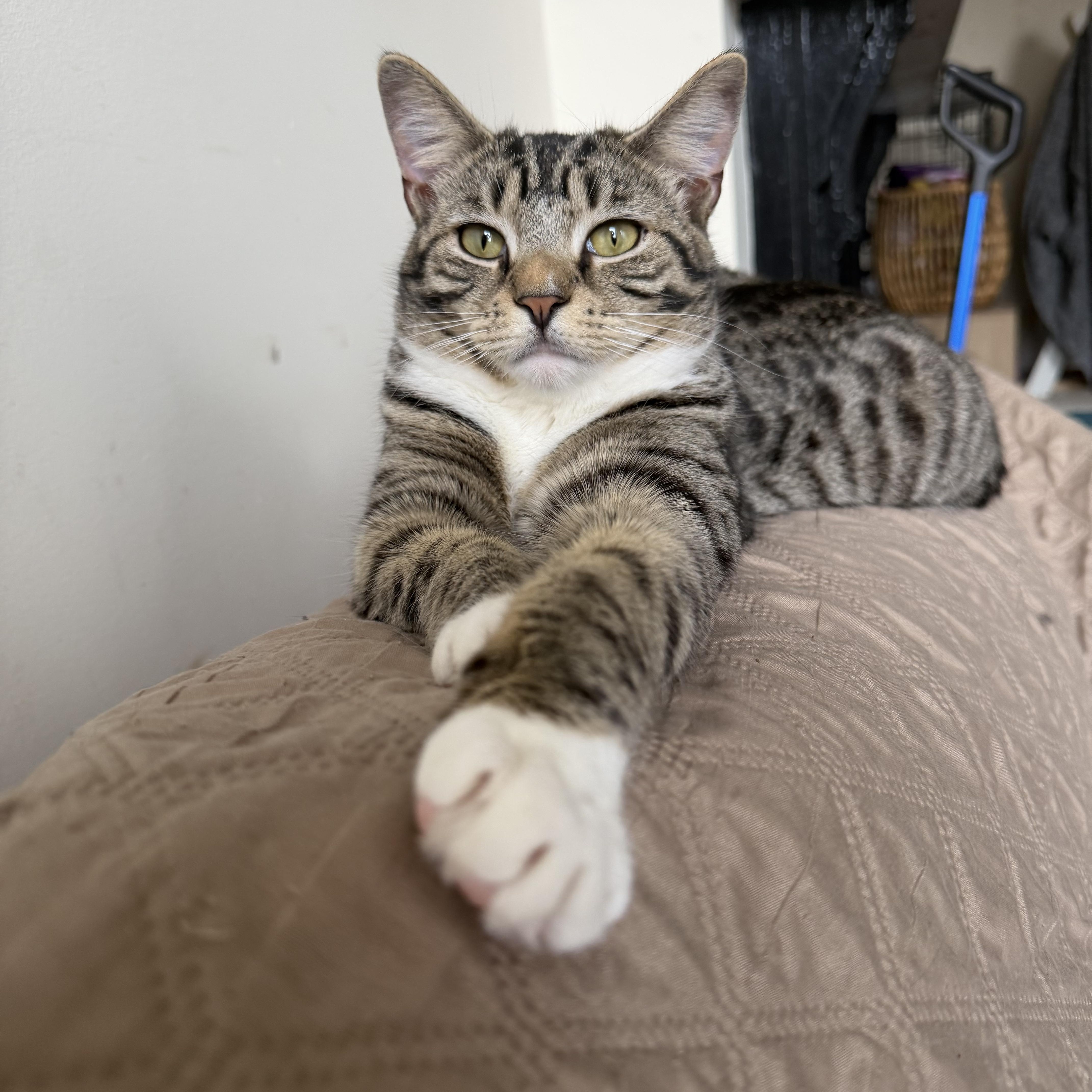 Cornflake , ADOPTABLE, Kitten Female Domestic Short Hair.