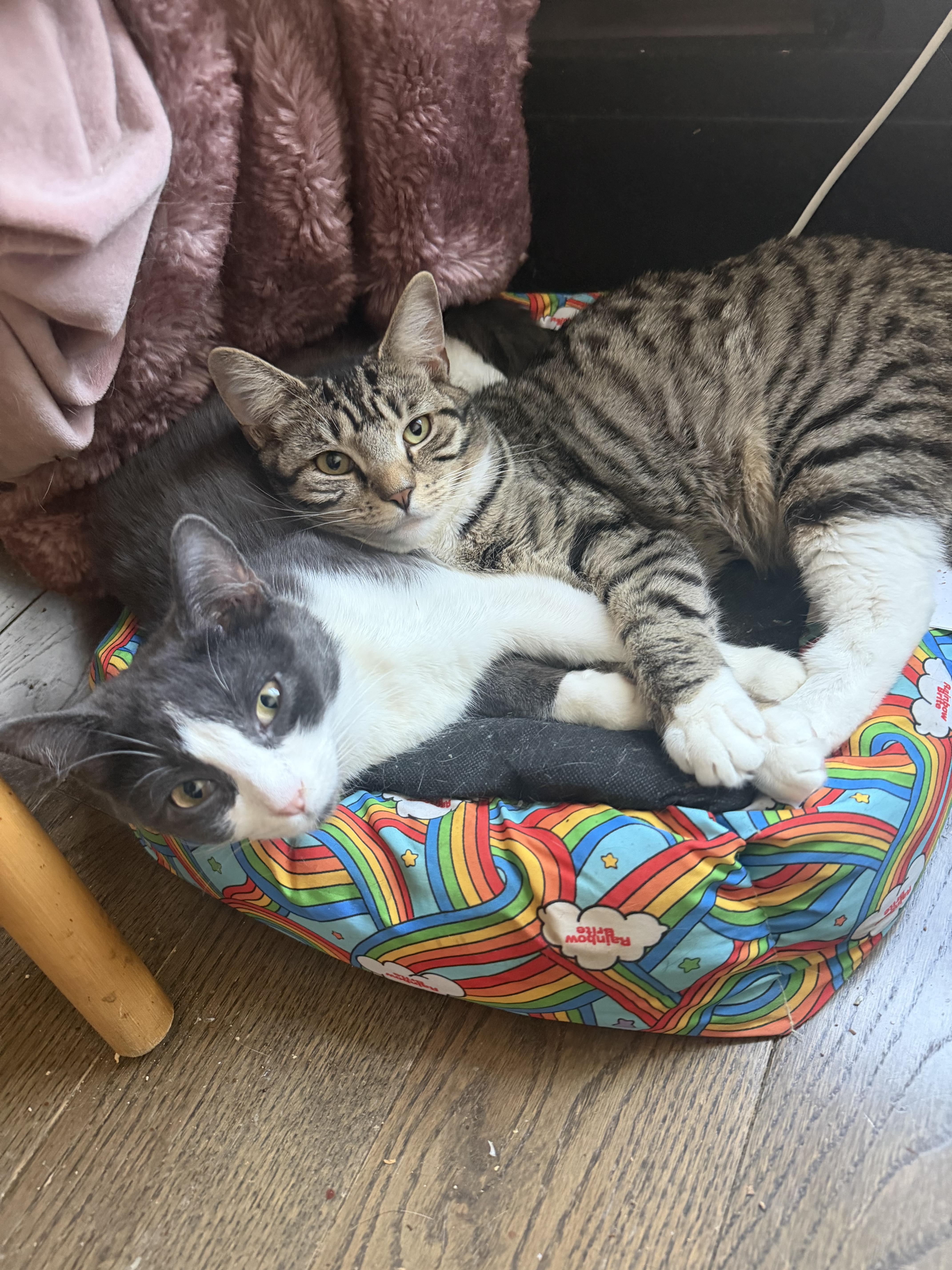 Enlarge Cornflake , a ADOPTABLE Domestic Short Hair in Brooklyn, NY image 2/5