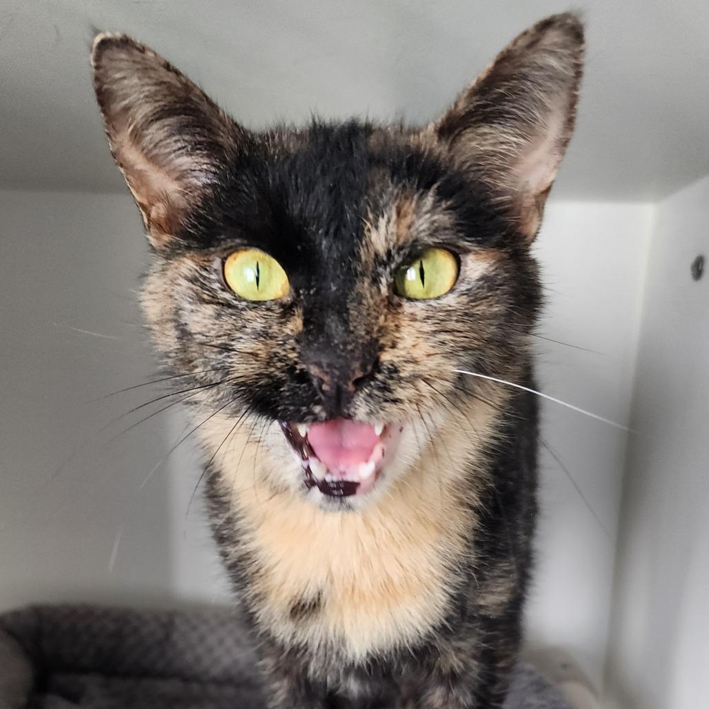 Enlarge Letty, an adoption pending Domestic Short Hair in Ely, MN image 2/4