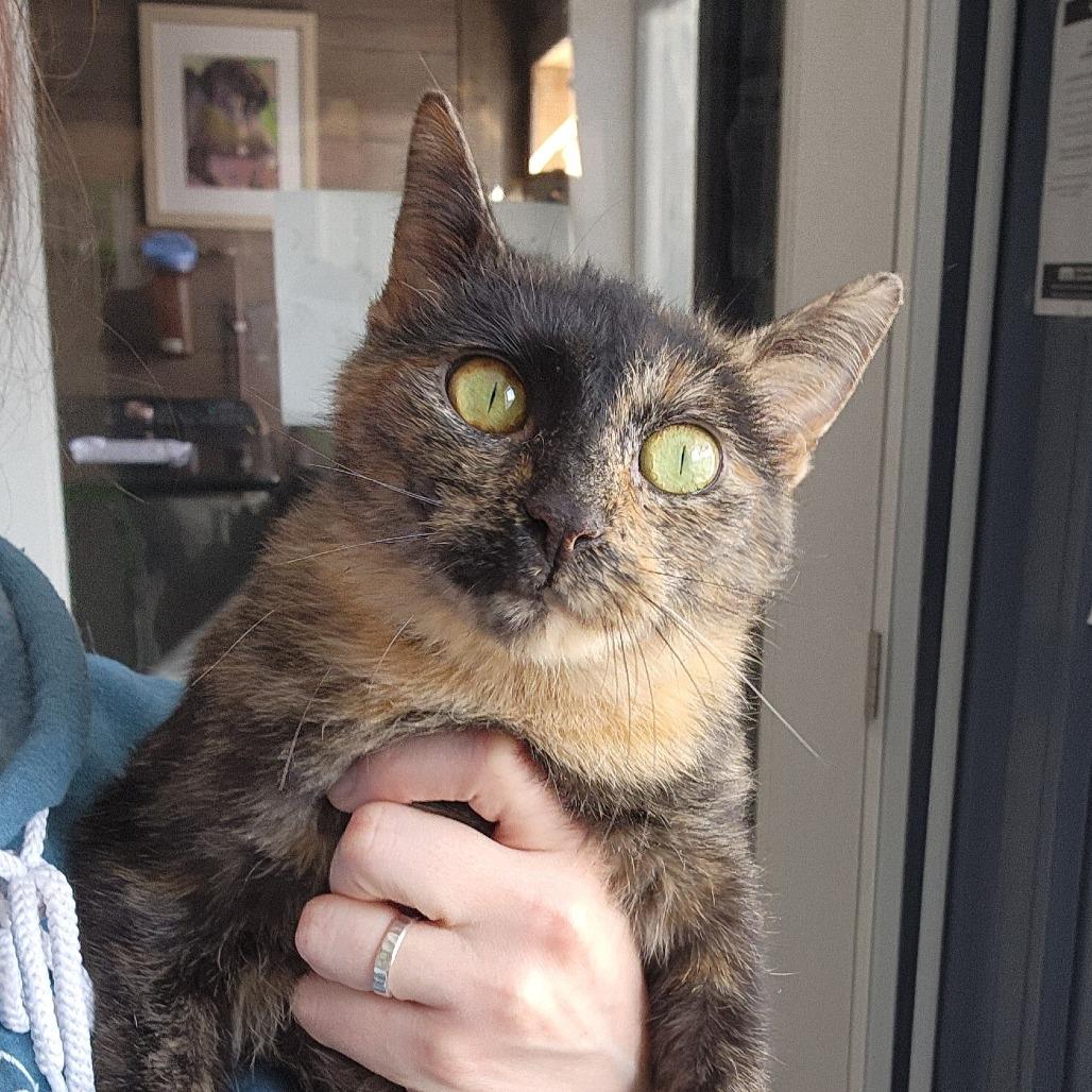 Enlarge Letty, an adoption pending Domestic Short Hair in Ely, MN image 3/4