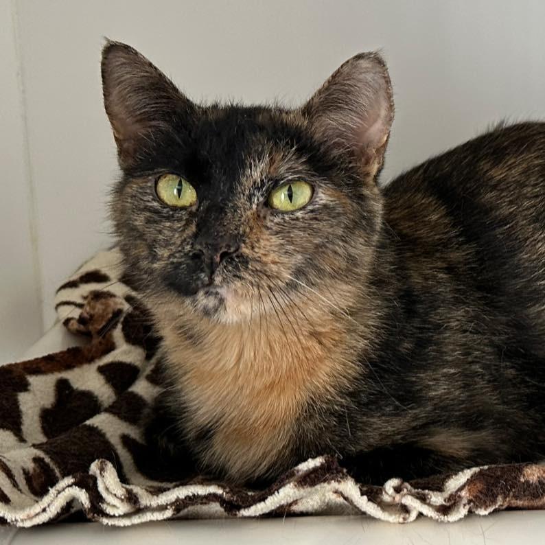 Letty, Adoptable, Adult Female Domestic Short Hair.
