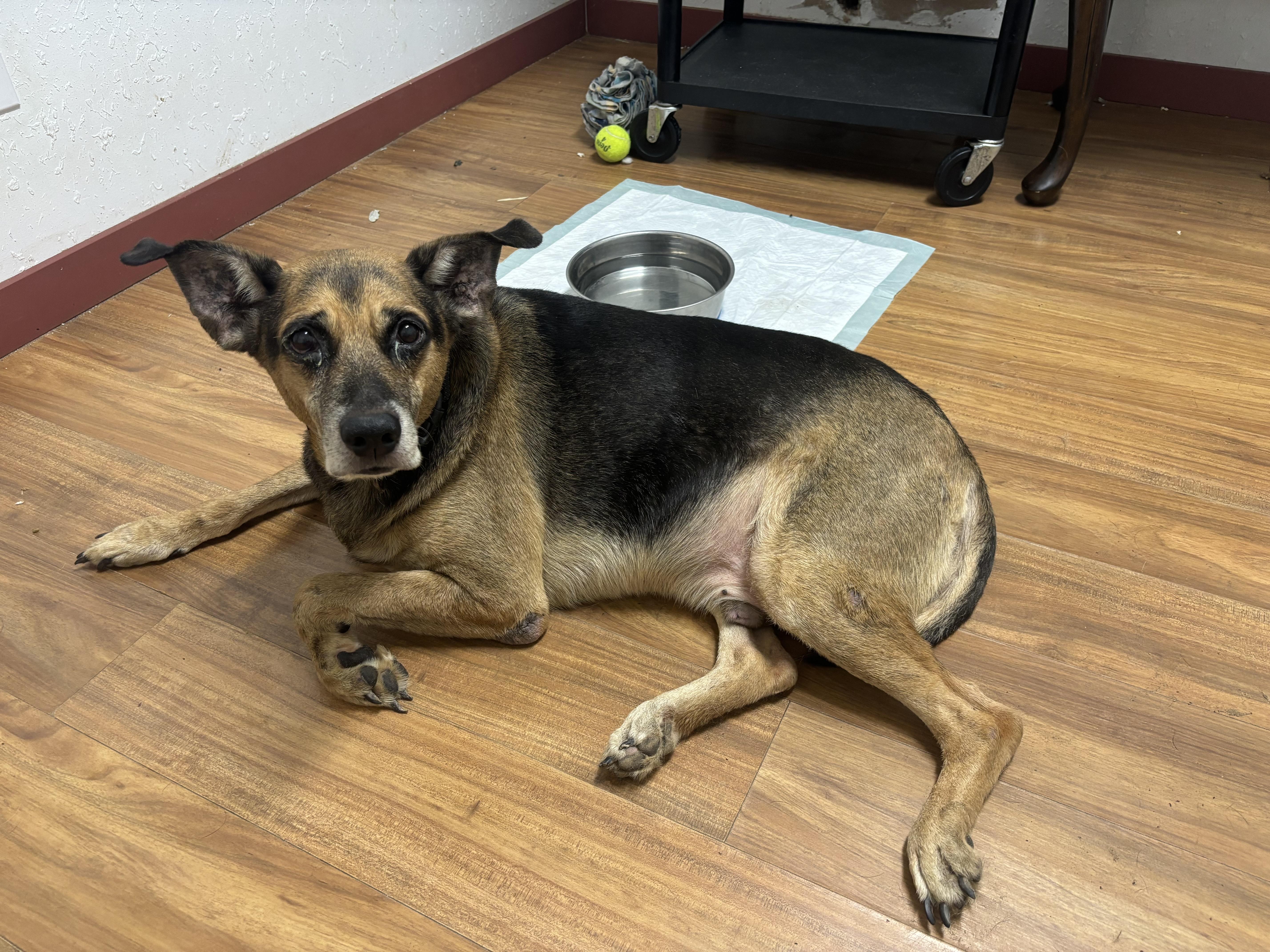 Enlarge JJ, a Adoptable mixed breed in Coldspring, TX image 1/3