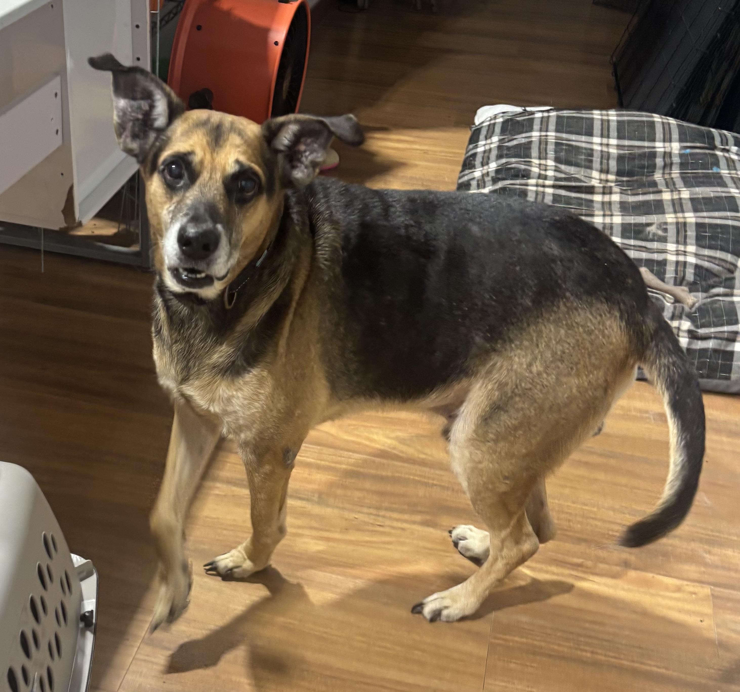 Enlarge JJ, a Adoptable mixed breed in Coldspring, TX image 2/3