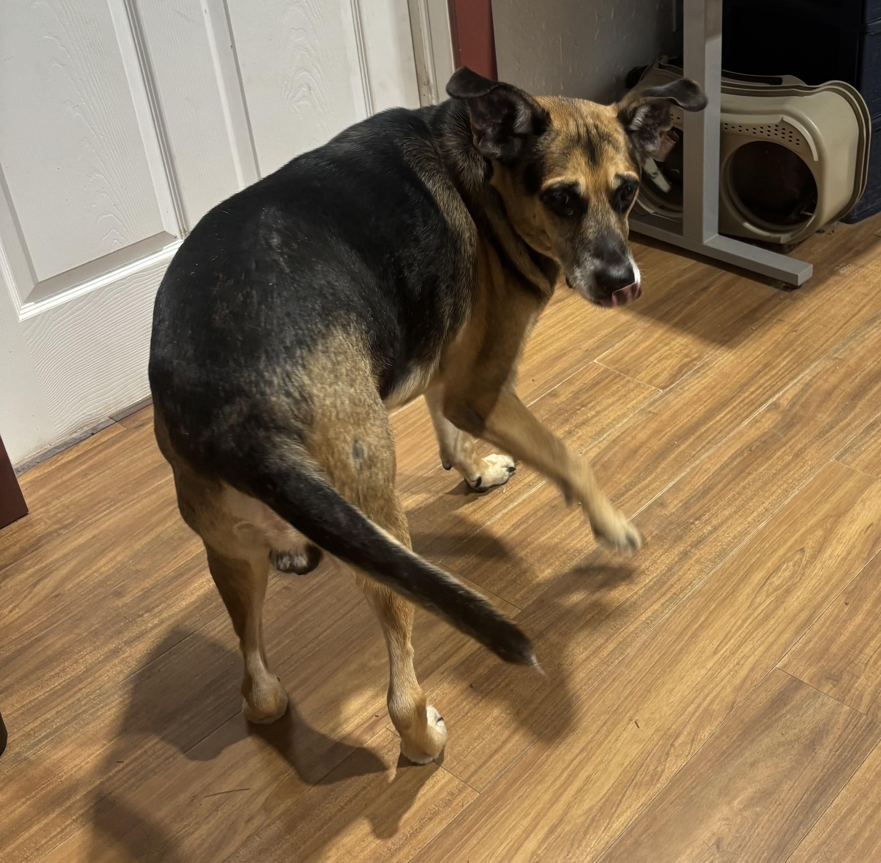 Enlarge JJ, a Adoptable mixed breed in Coldspring, TX image 3/3