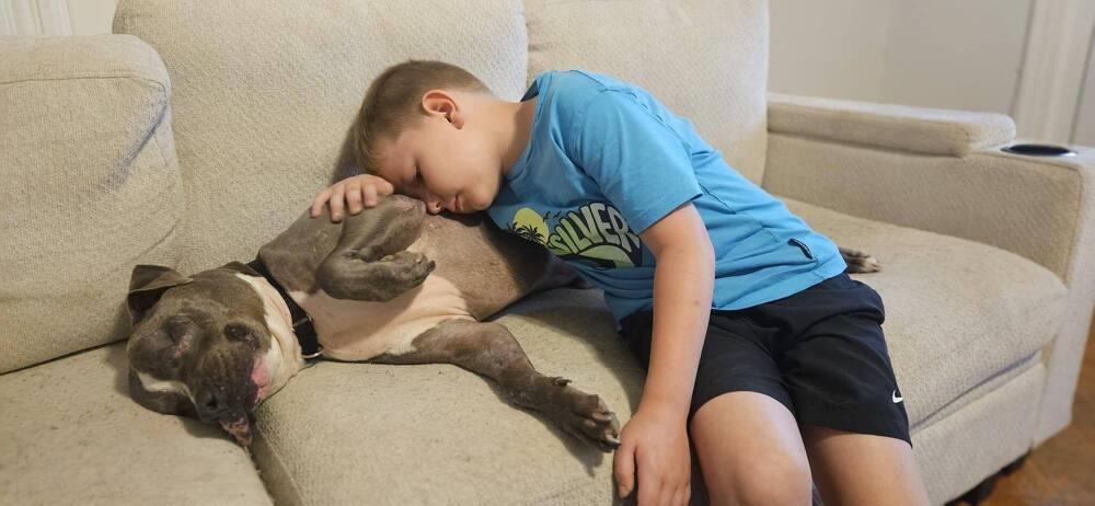 Enlarge Eggroll, a Adoptable mixed breed in Wayne, NJ image 2/2