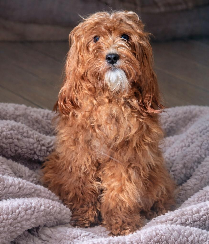 26-34 Benji, adopted, Adult Male Cavapoo.