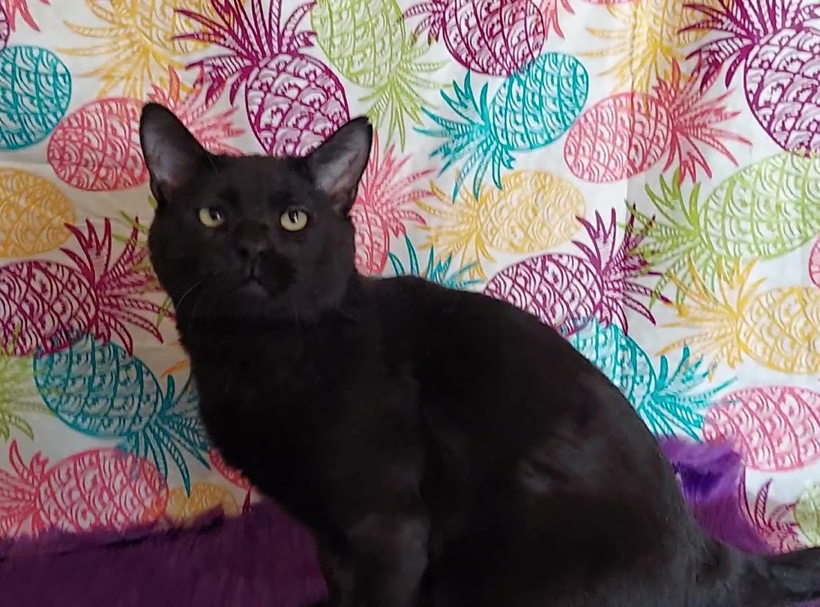 Moose, an adoptable mixed breed in Salt Lake City, UT image 1/6