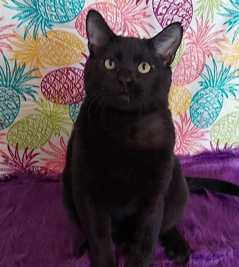 Moose, an adoptable mixed breed in Salt Lake City, UT image 5/6