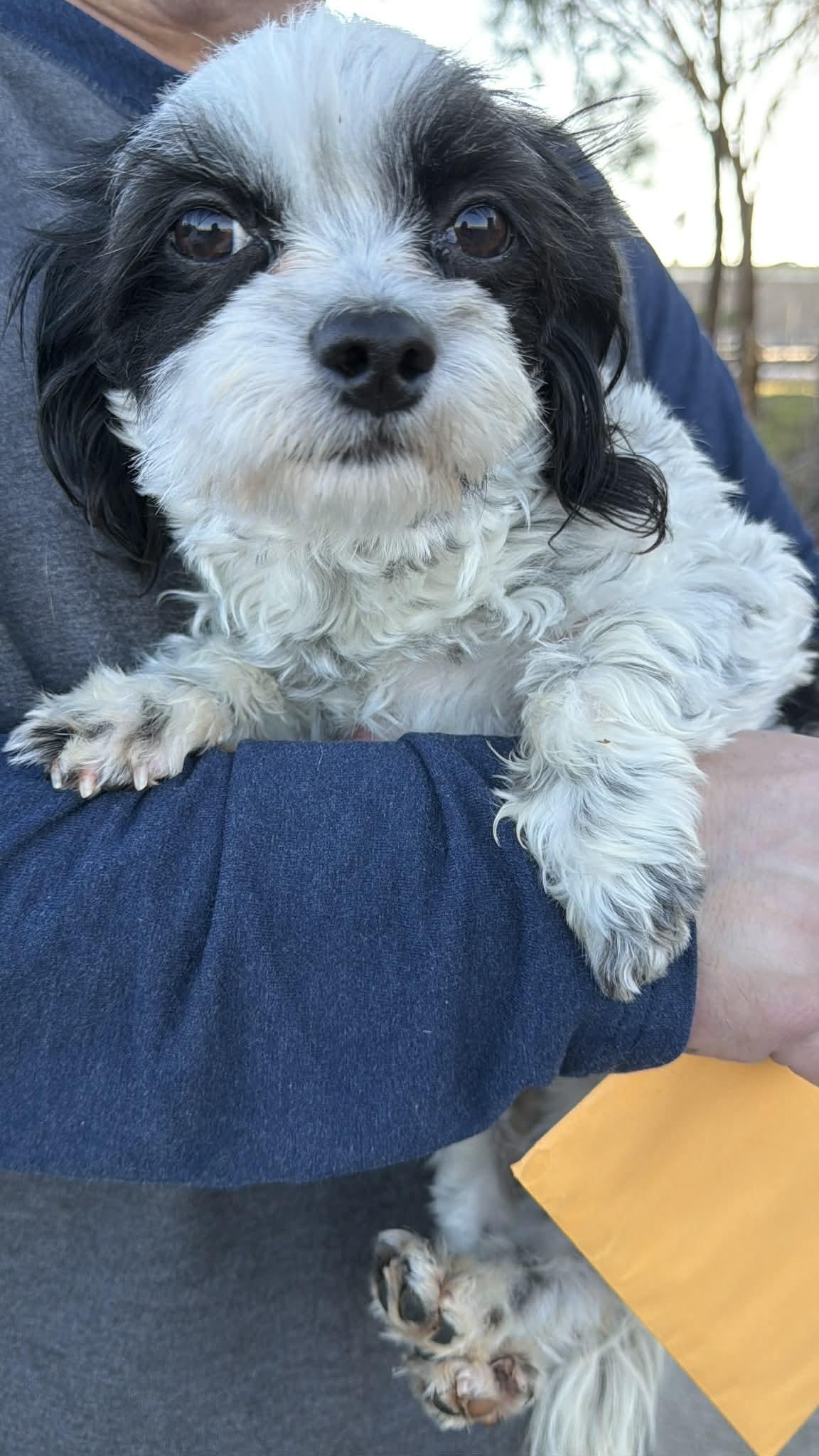Enlarge Tully in RI, a Adoptable Poodle in Cranston, RI image 2/3