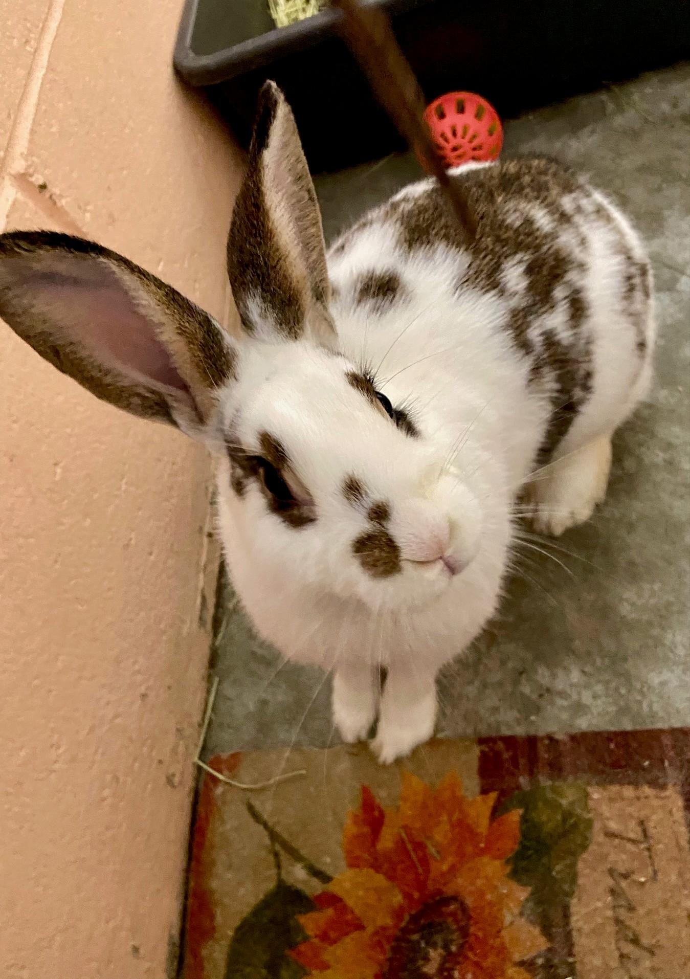 Dahlia, ADOPTABLE, Adult Female English Spot.