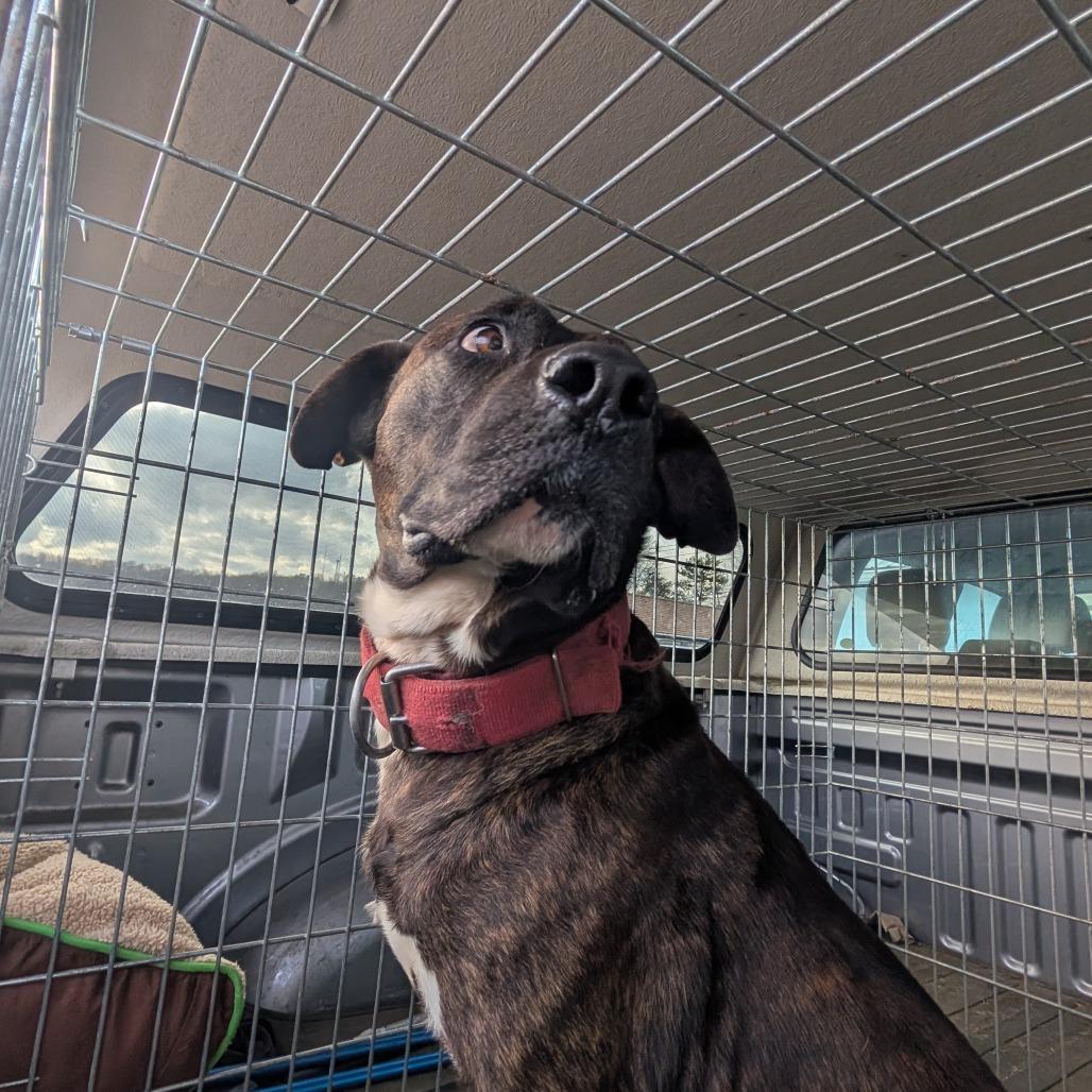 Astro, Adoptable, Adult Male Pit Bull Terrier.