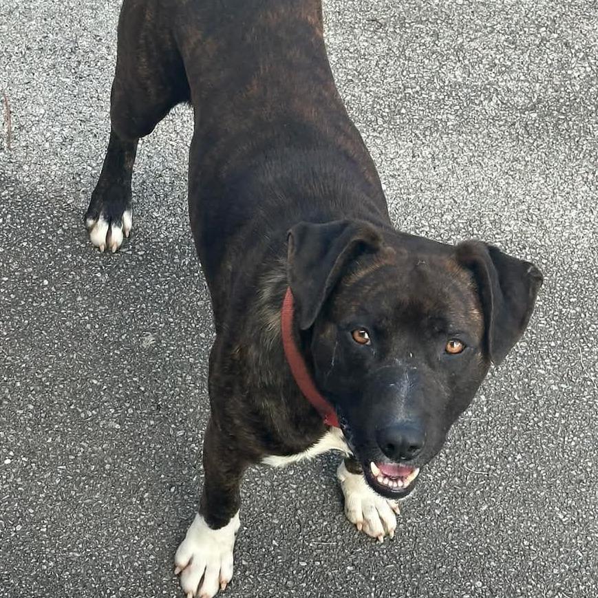 Astro, a Adoptable Pit Bull Terrier in Jefferson city, TN image 2/2