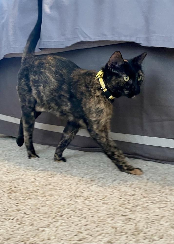 Suzy, Adoptable, Adult Female Domestic Short Hair & Domestic Short Hair.