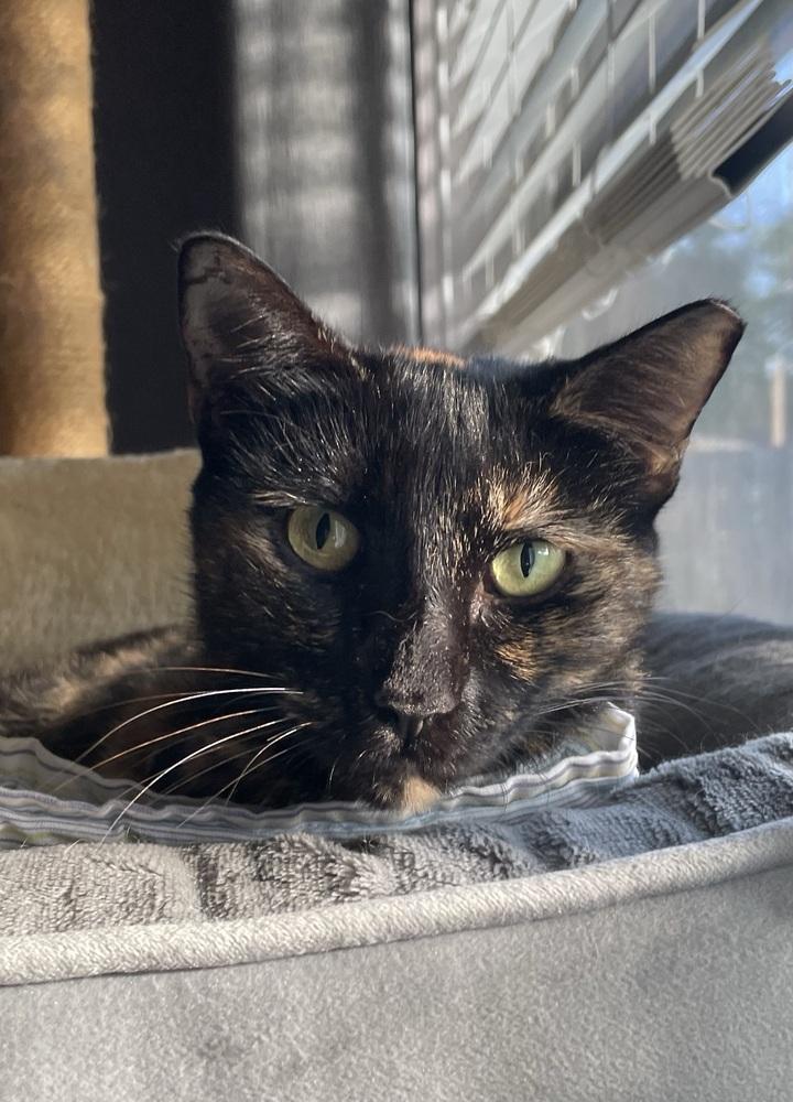 Enlarge Suzy, a Adoptable mixed breed in Saint Augustine, FL image 2/6