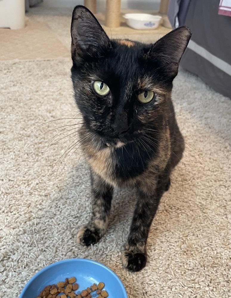 Enlarge Suzy, a Adoptable mixed breed in Saint Augustine, FL image 4/6