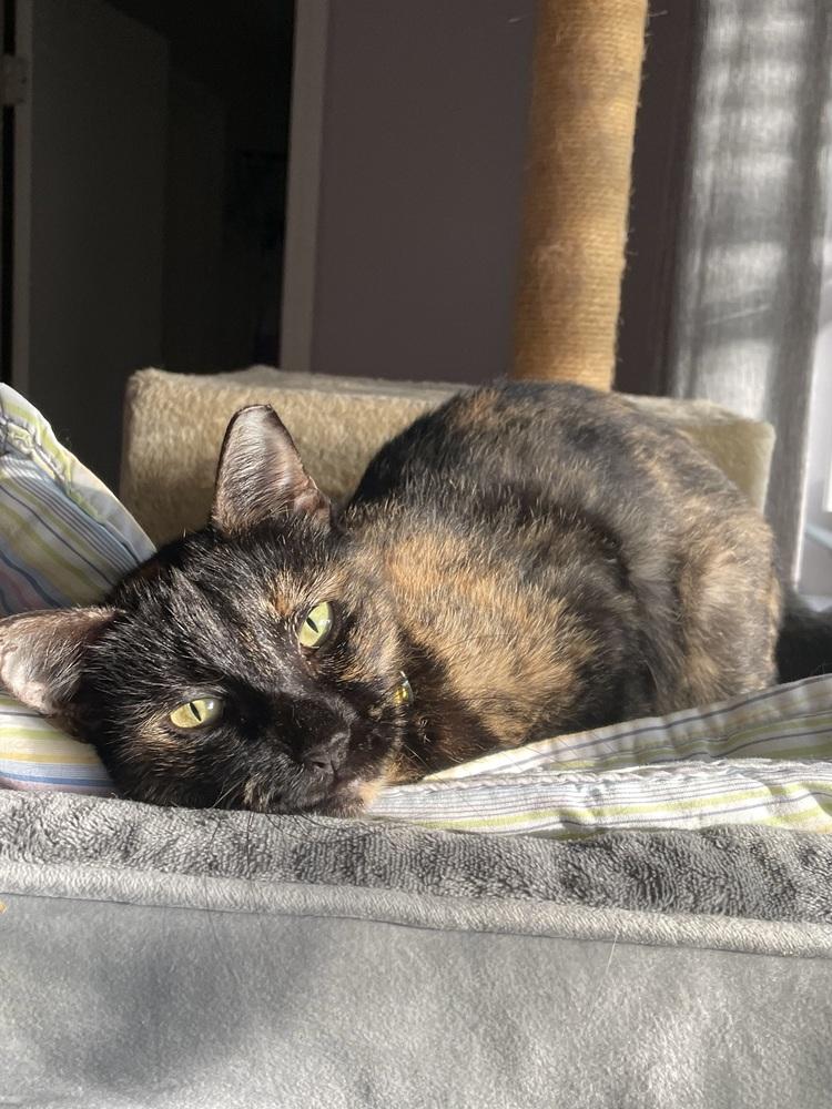 Enlarge Suzy, a Adoptable mixed breed in Saint Augustine, FL image 5/6