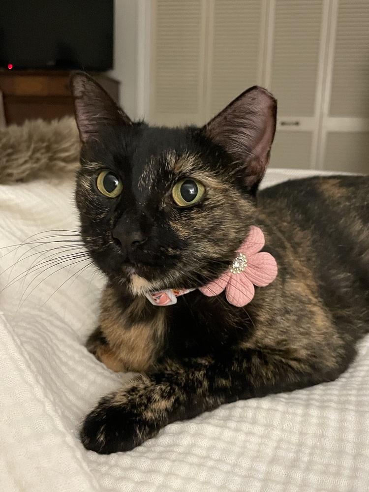 Enlarge Suzy, a Adoptable mixed breed in Saint Augustine, FL image 6/6