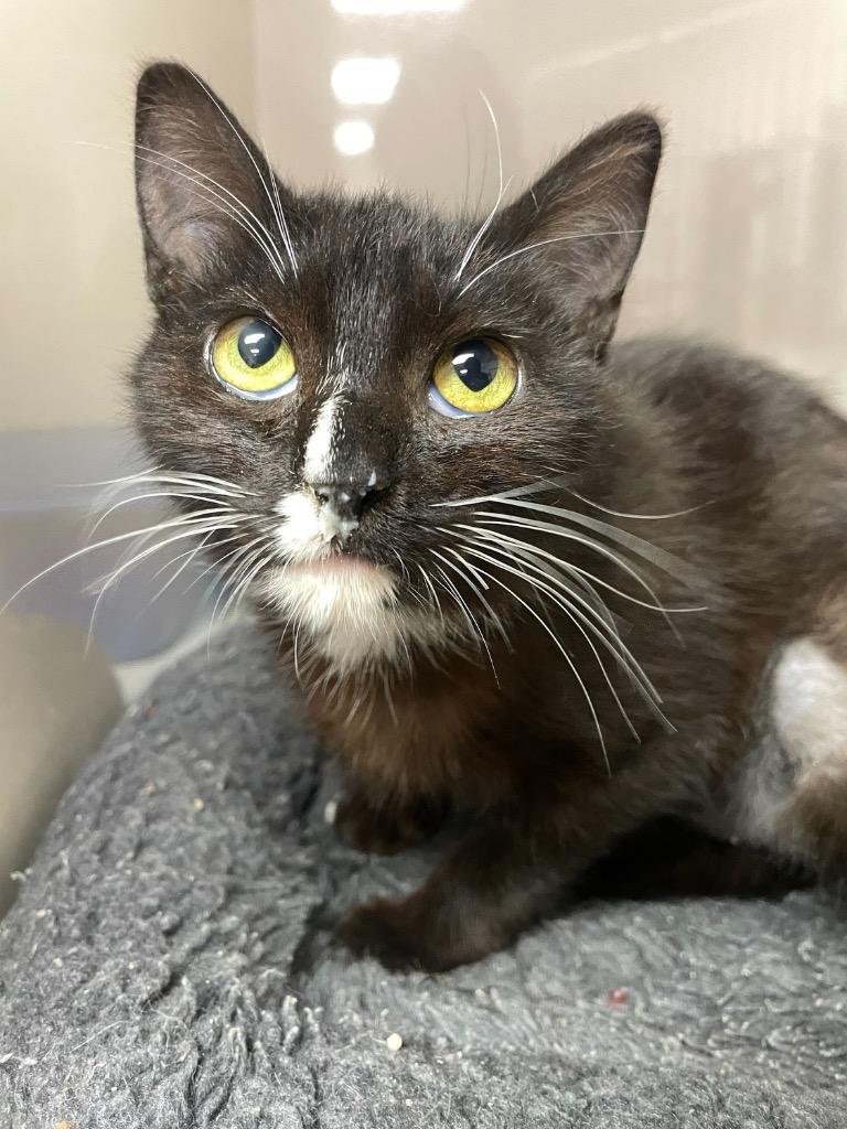 Enlarge Drama, a Adoptable mixed breed in Corpus Christi, TX image 1/1