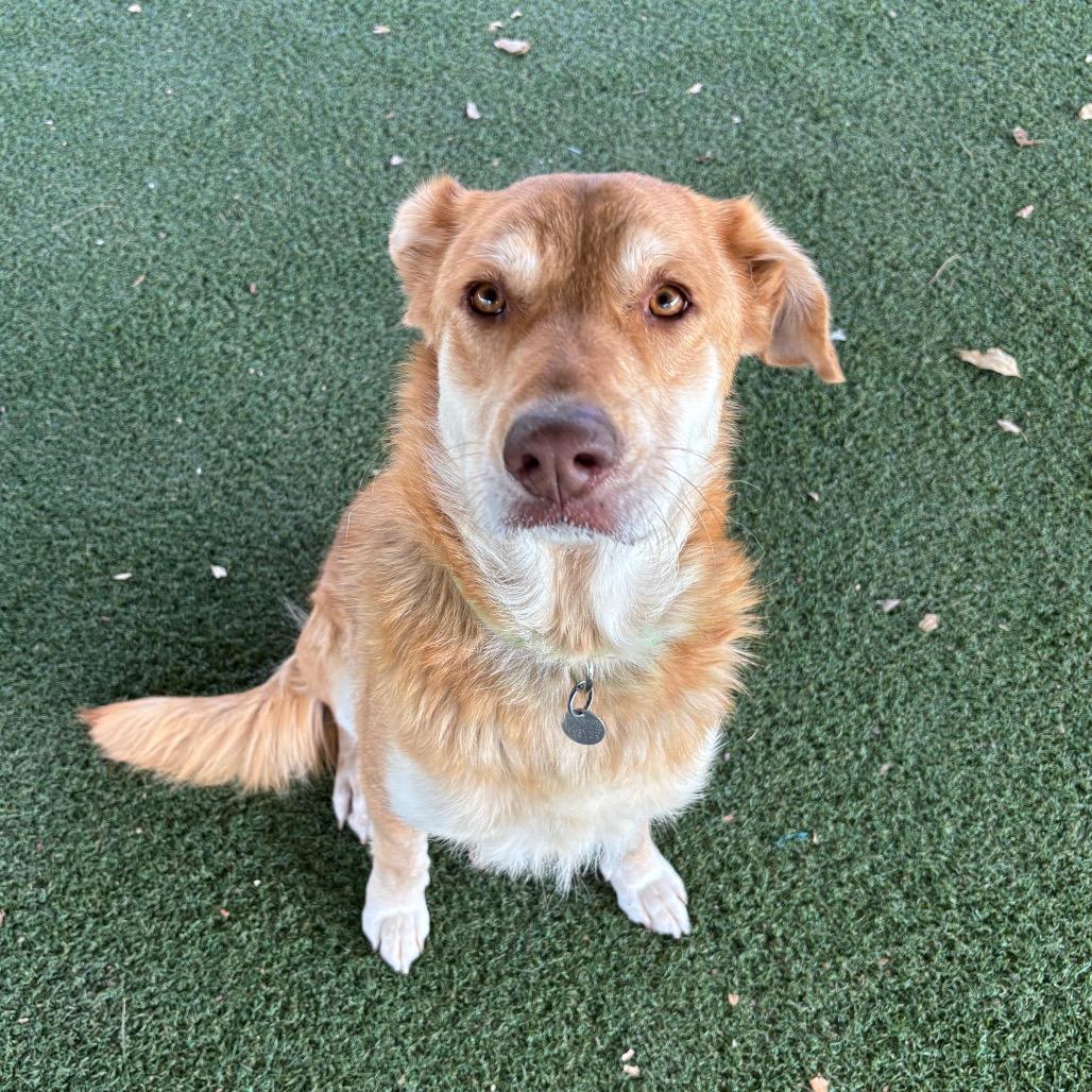 Sookie, Adoptable, Adult Female Shepherd & Mixed Breed.