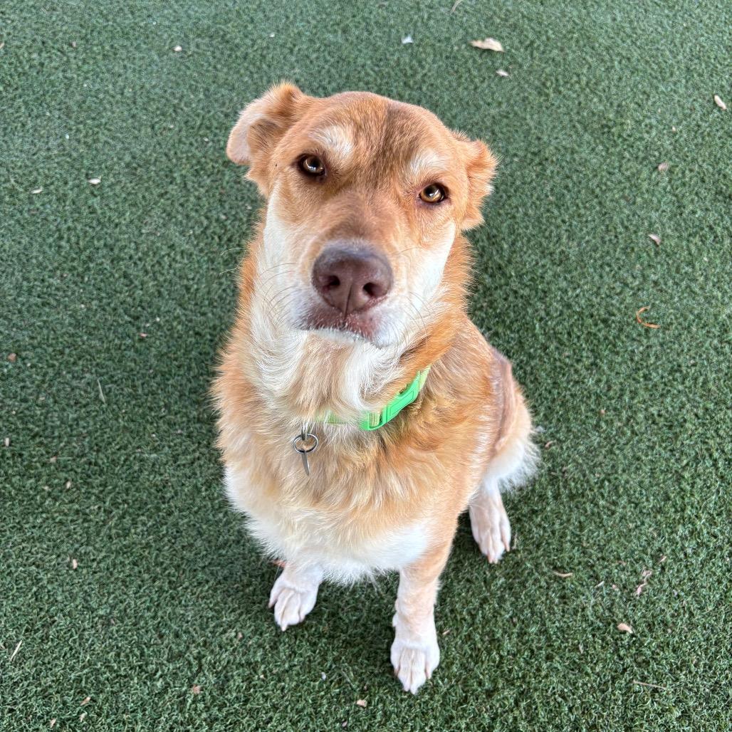 Enlarge Sookie, a Adoptable mixed breed in Riverside, CA image 2/6