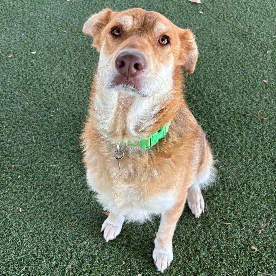 Enlarge Sookie, a Adoptable mixed breed in Riverside, CA image 3/6