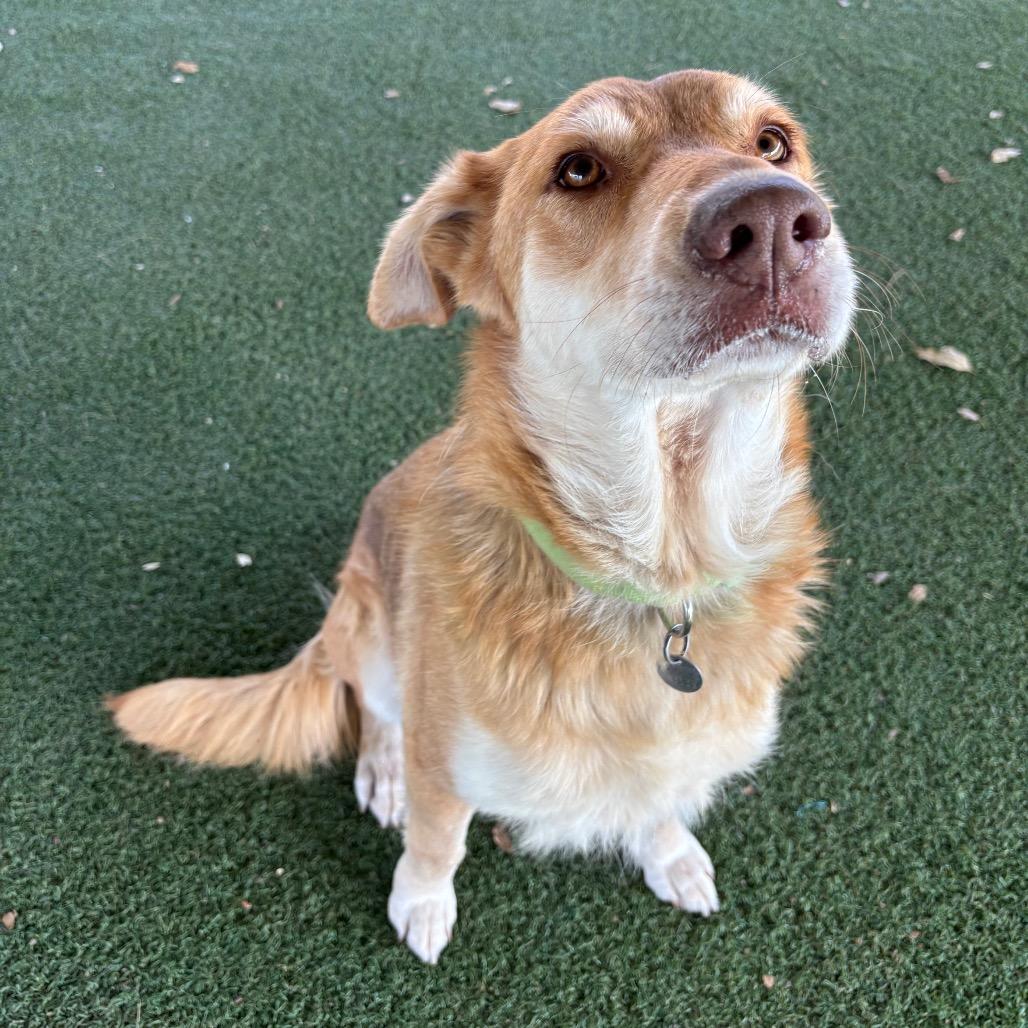 Enlarge Sookie, a Adoptable mixed breed in Riverside, CA image 3/6