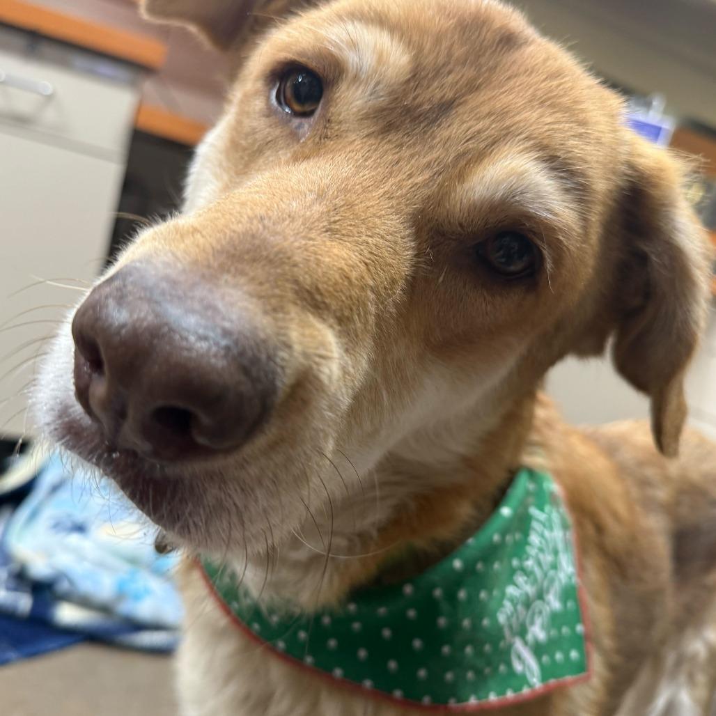 Enlarge Sookie, a Adoptable mixed breed in Riverside, CA image 4/6