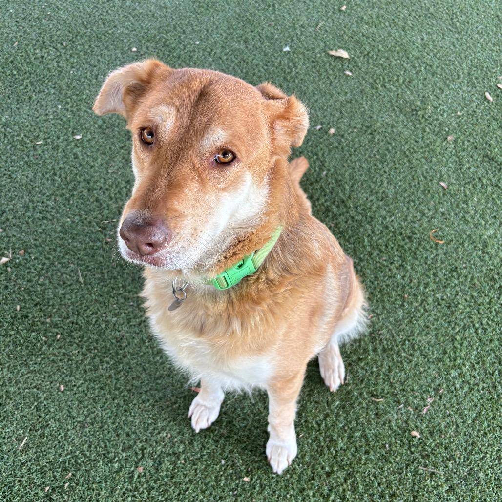 Enlarge Sookie, a Adoptable mixed breed in Riverside, CA image 6/6