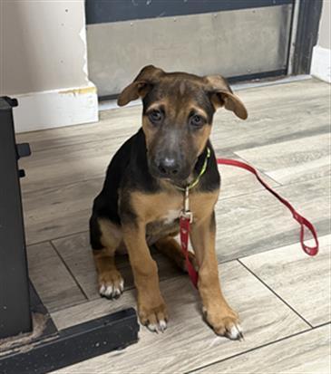 FISH, Adoptable, Puppy Male German Shepherd Dog & Mixed Breed.