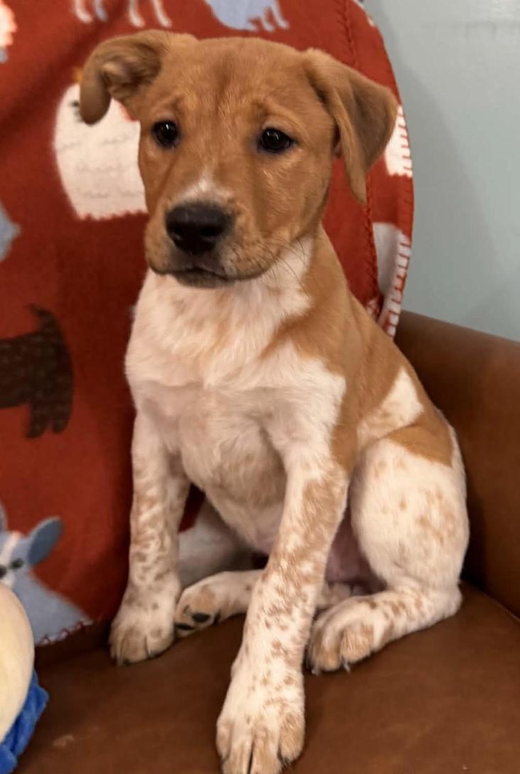 Enlarge Violet Peanuts, an adopted mixed breed in Woburn, MA image 5/5