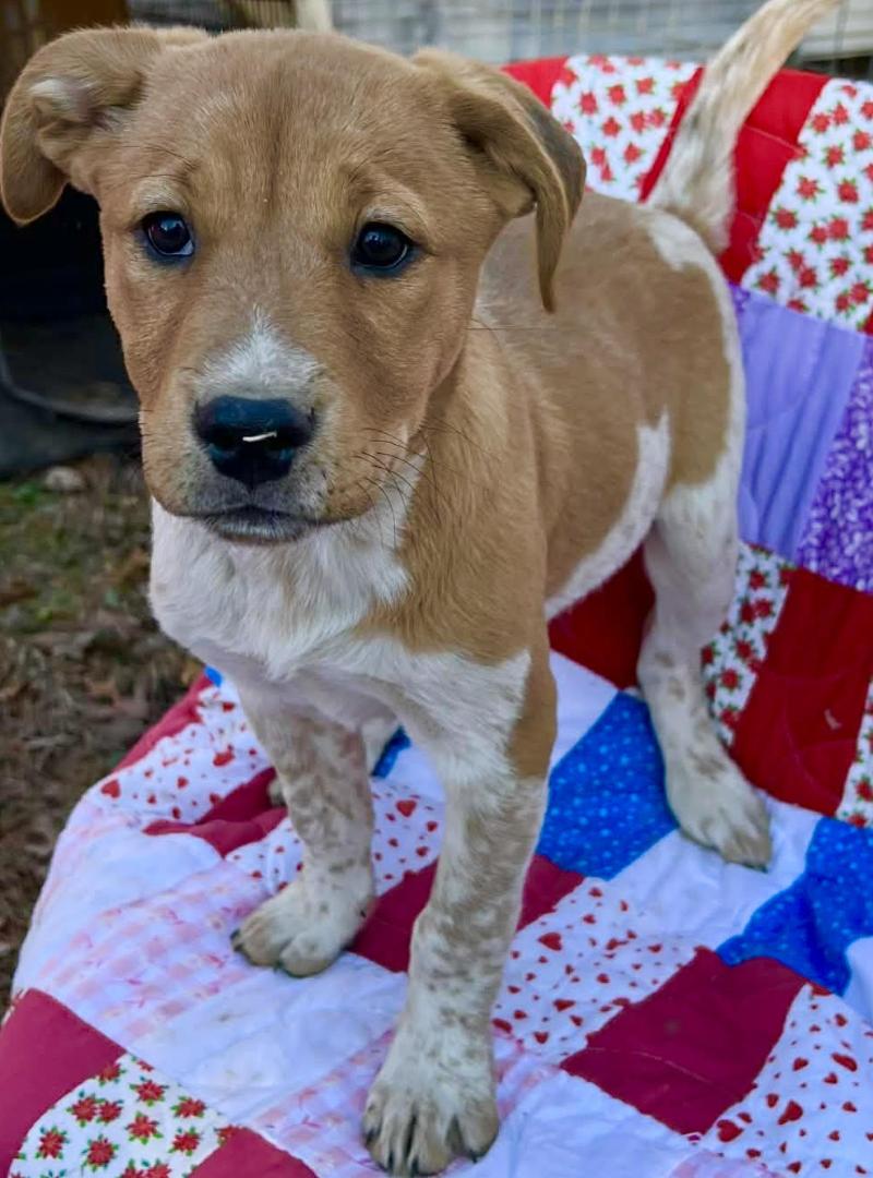 Enlarge Violet Peanuts, an adopted mixed breed in Woburn, MA image 3/5