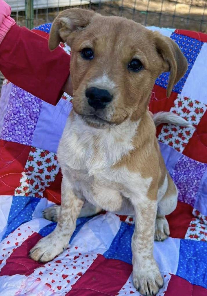 Enlarge Violet Peanuts, an adopted mixed breed in Woburn, MA image 4/5