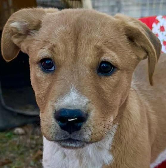 Enlarge Violet Peanuts, an adopted mixed breed in Woburn, MA image 1/5