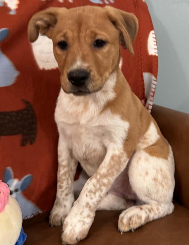 Enlarge Violet Peanuts, an adopted mixed breed in Woburn, MA image 2/5