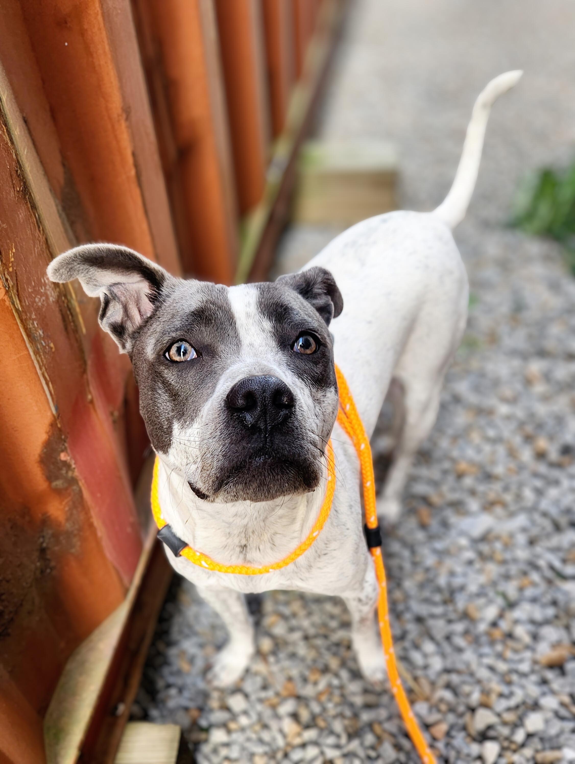 Molly, adopted, Adult Female Pit Bull Terrier.