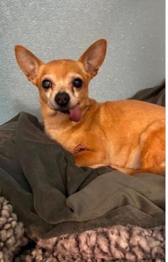 Coco, Adoptable, Senior Female Chihuahua.