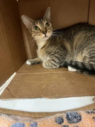 Yogurt, Adoptable, Adult Female Domestic Short Hair.