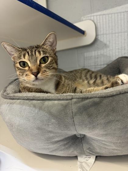 Enlarge Yogurt, a Adoptable Domestic Short Hair in Vero Beach, FL image 2/2