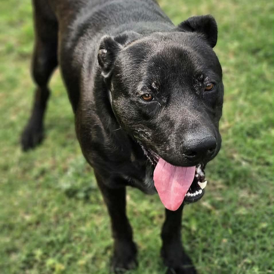 Kimbo Paws, Adoptable, Adult Male Black Labrador Retriever.