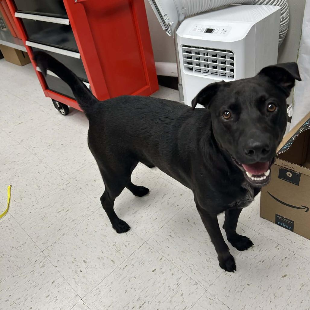 Kimbo Paws, Adoptable, Adult Male Black Labrador Retriever.
