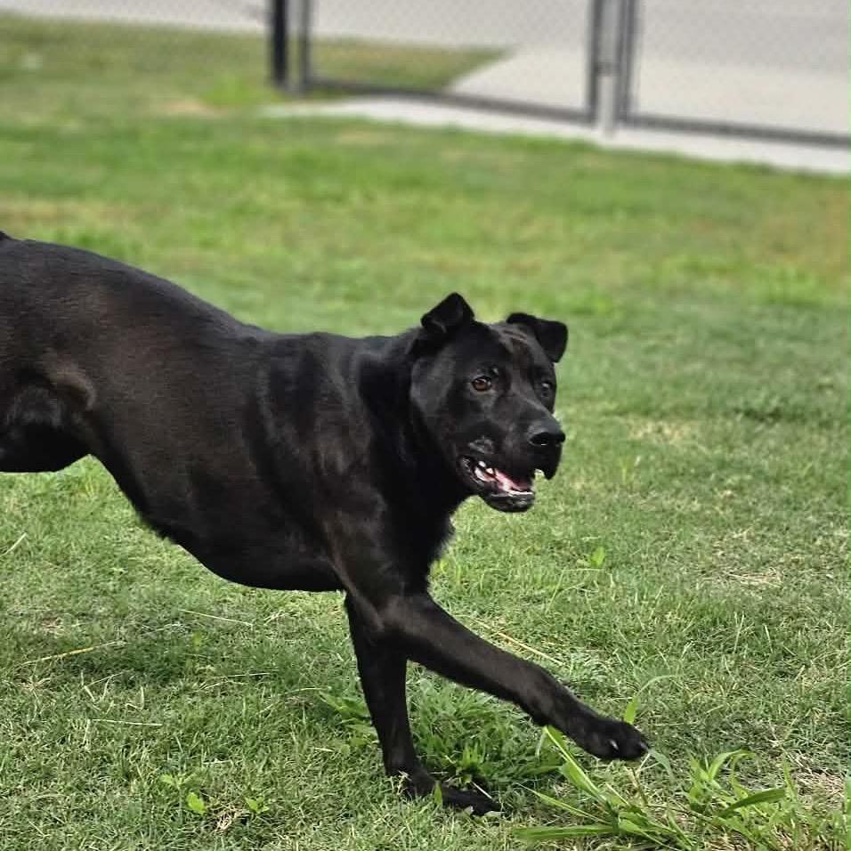 Enlarge Kimbo Paws, a Adoptable Black Labrador Retriever in Portland, TX image 3/6