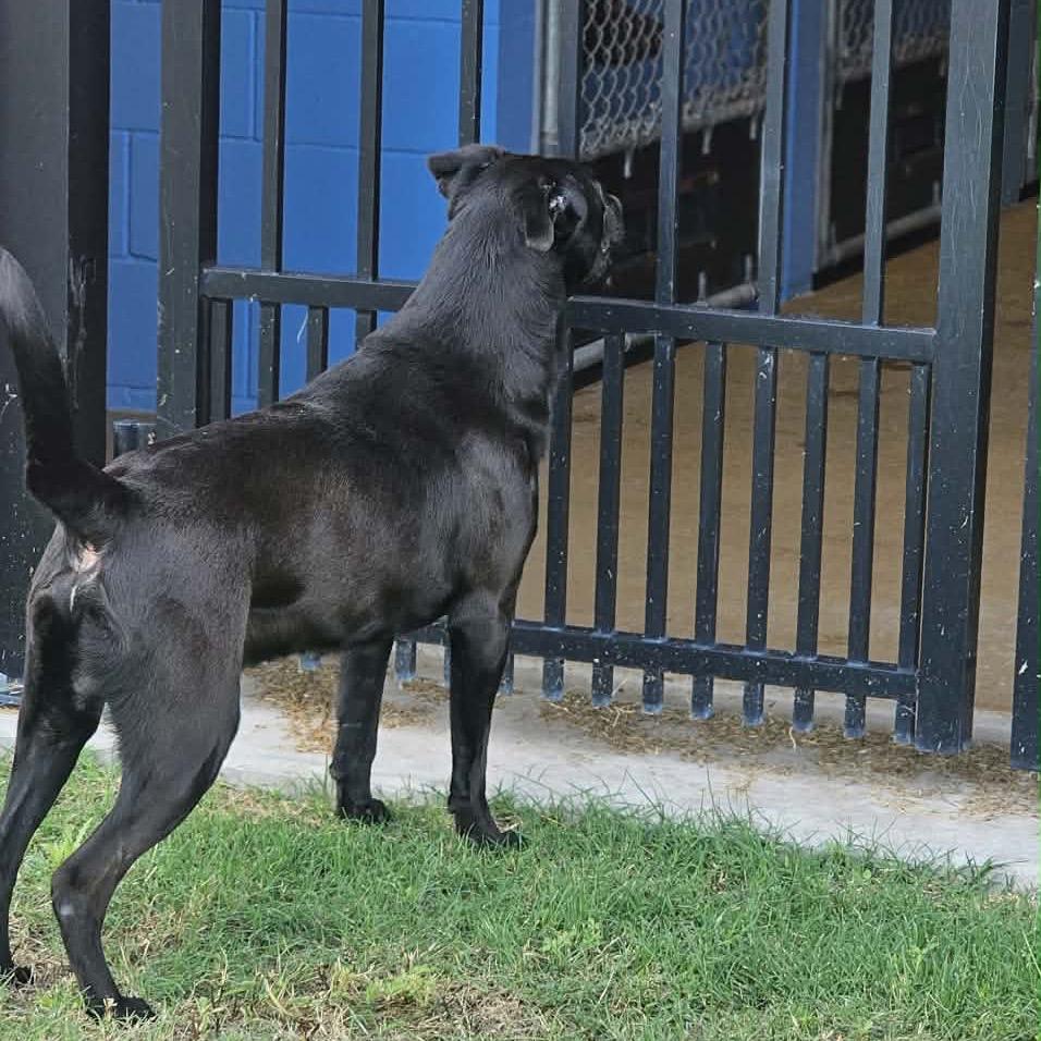 Enlarge Kimbo Paws, a Adoptable Black Labrador Retriever in Portland, TX image 4/6