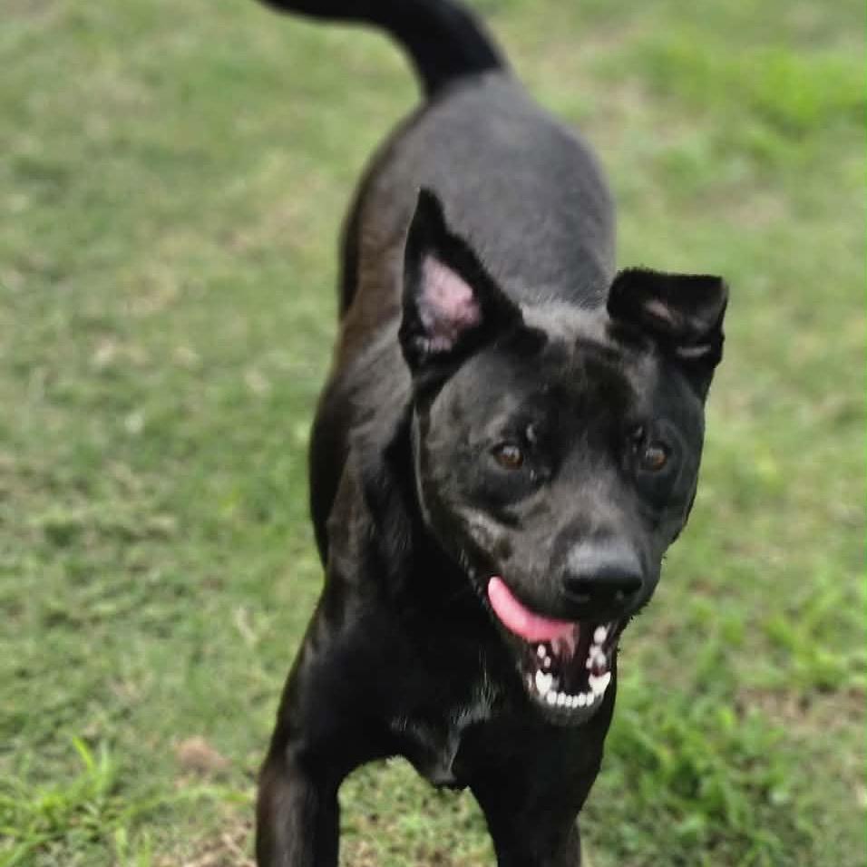 Enlarge Kimbo Paws, a Adoptable Black Labrador Retriever in Portland, TX image 5/6