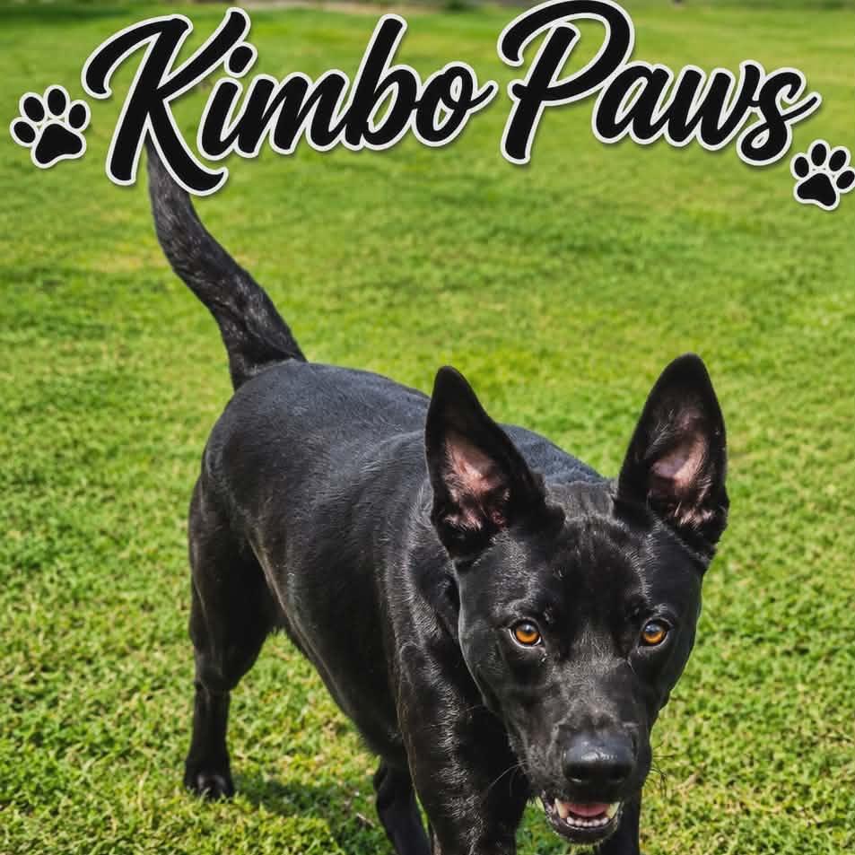 Enlarge Kimbo Paws, a Adoptable Black Labrador Retriever in Portland, TX image 6/6