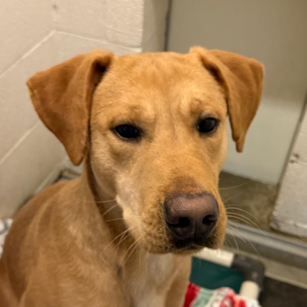 Cupid, Adoptable, Young Male Labrador Retriever.