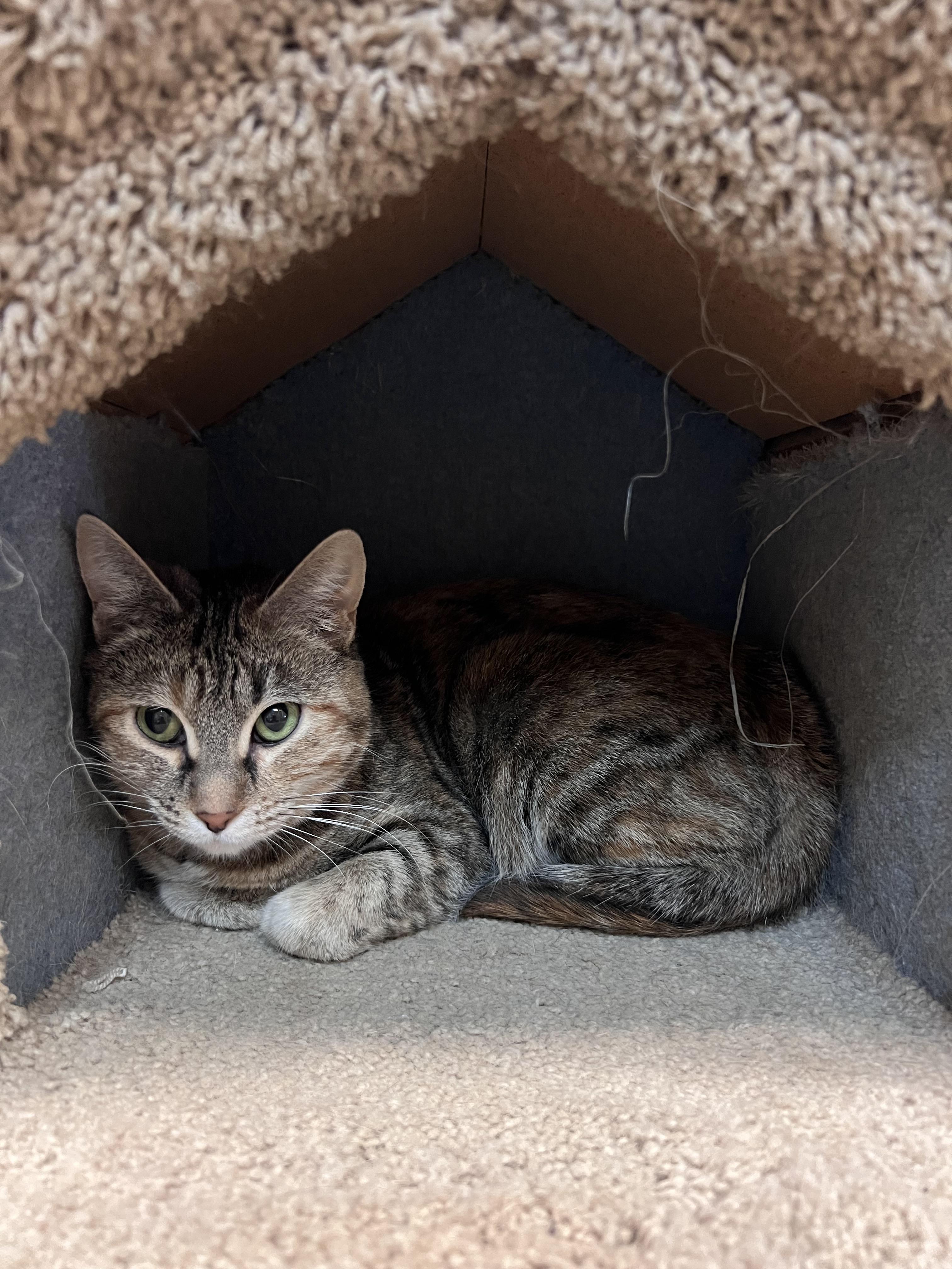 Enlarge Juliette, a ADOPTABLE Domestic Short Hair in Peace River, AB image 1/1