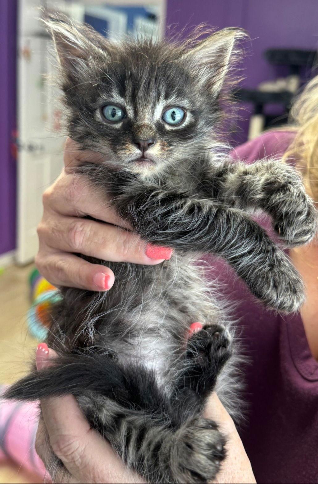 Enlarge Henry, a Adoptable Domestic Medium Hair in Campbell, CA image 1/2