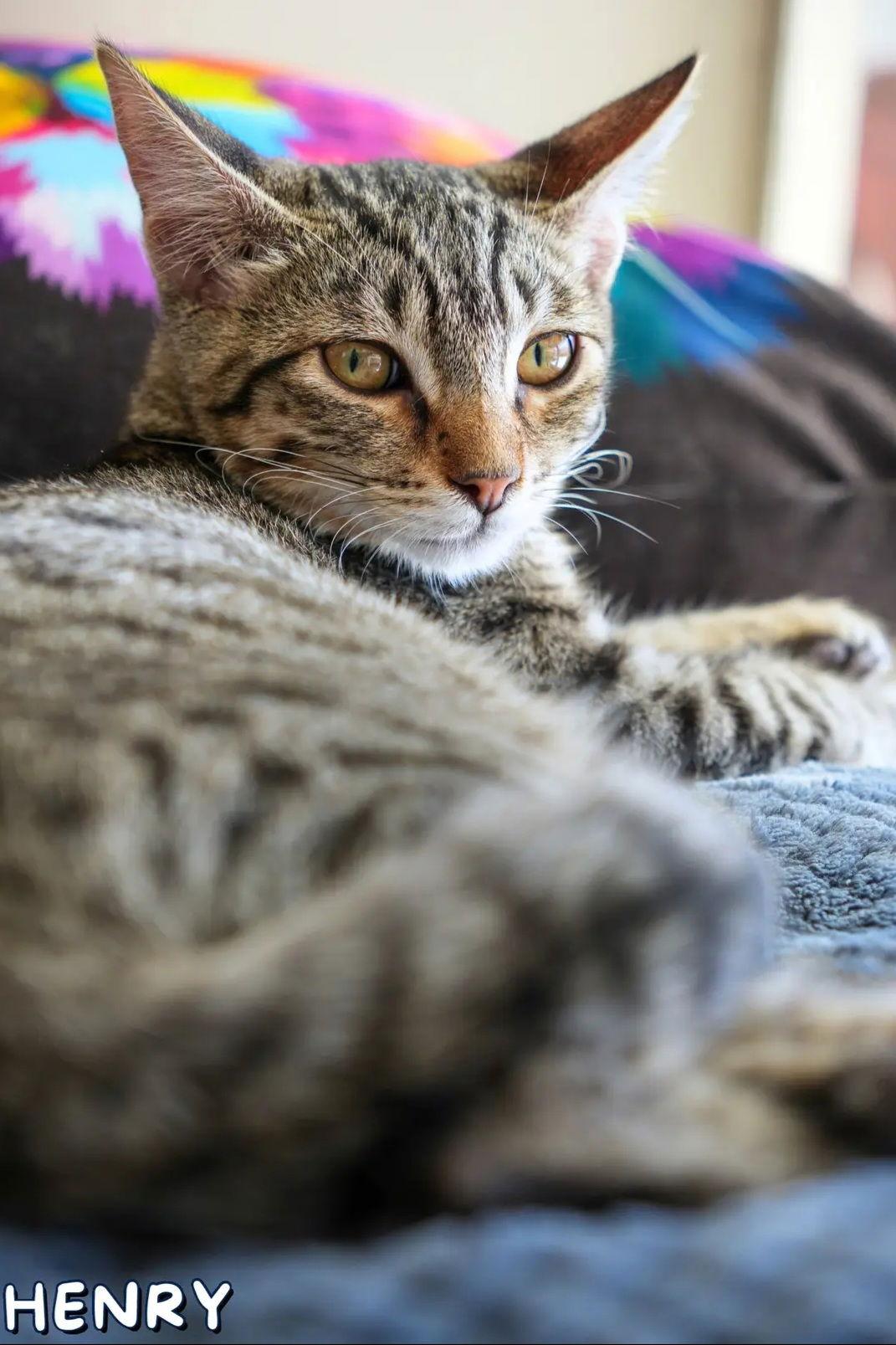 Enlarge Henry, a Adoptable Domestic Medium Hair in Campbell, CA image 2/2