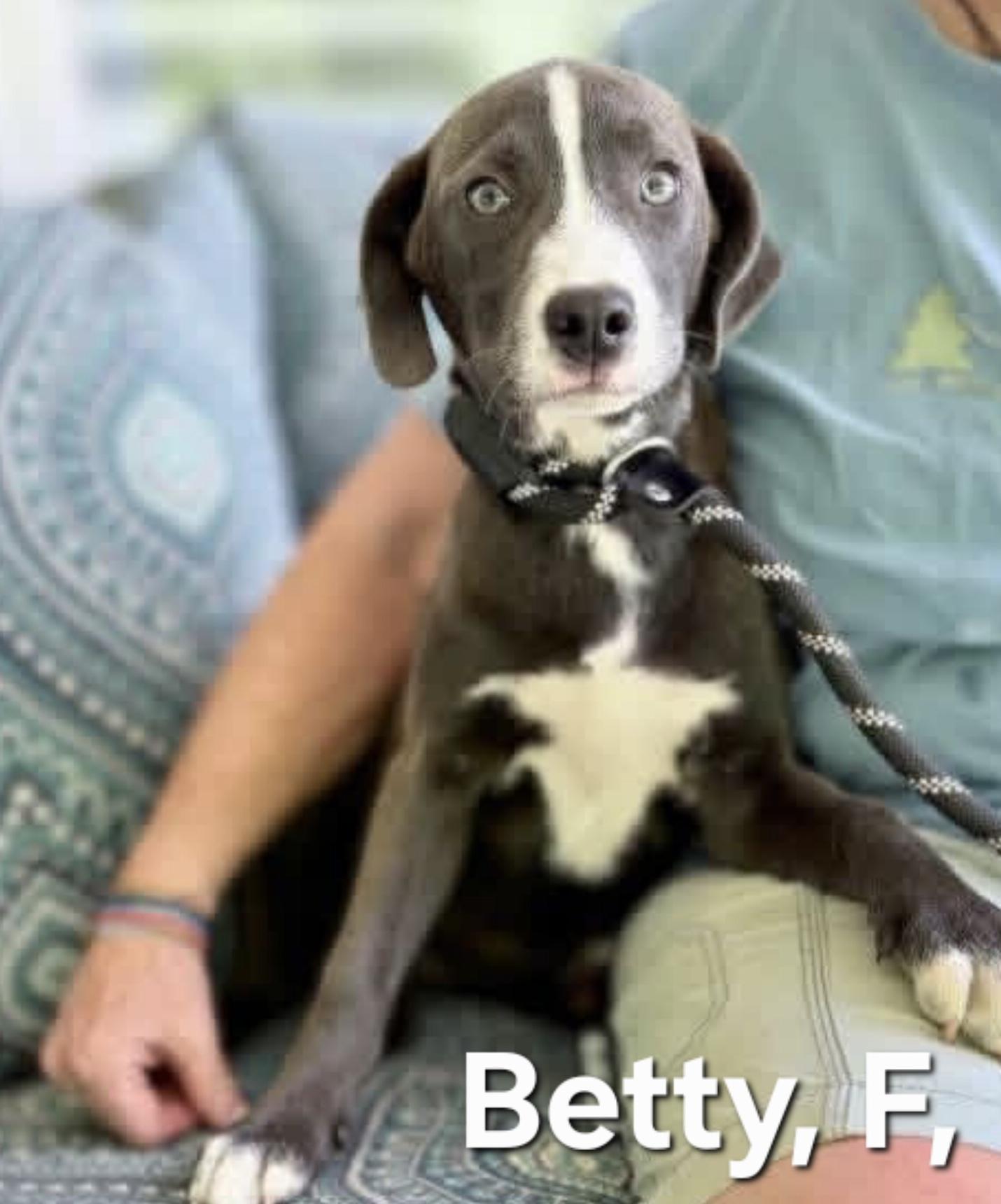Betty, adoptable, Puppy Female Labrador Retriever.